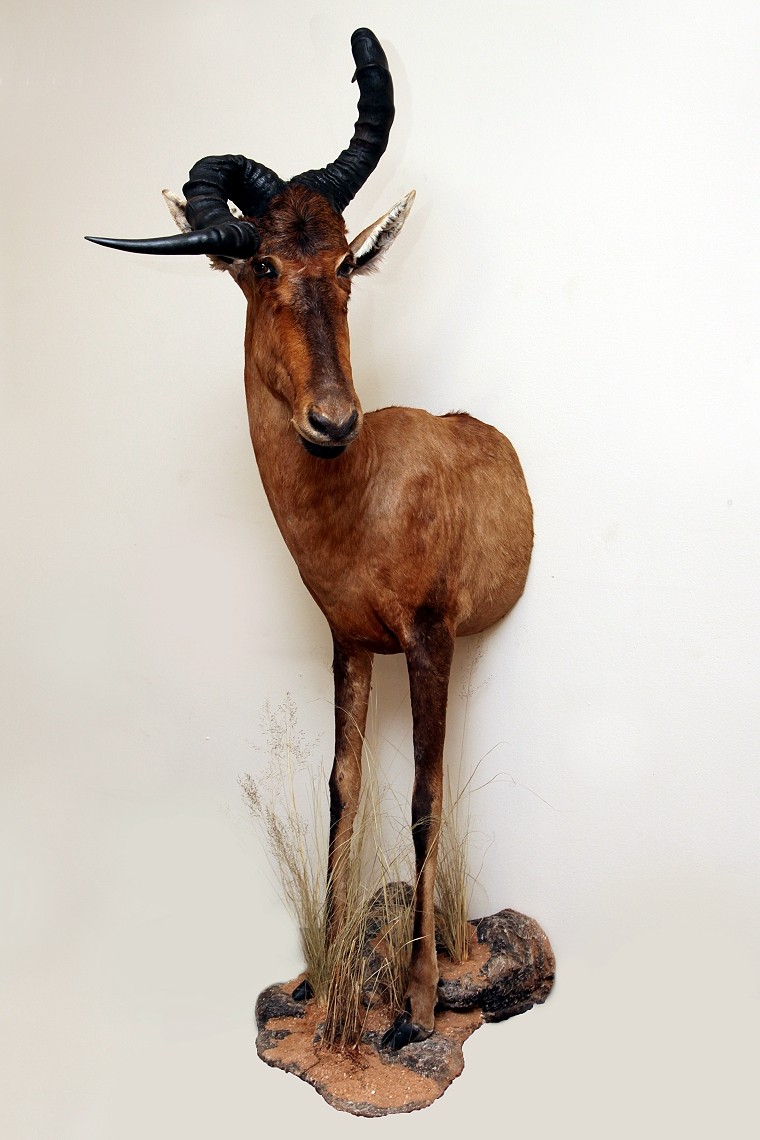 Half Mount